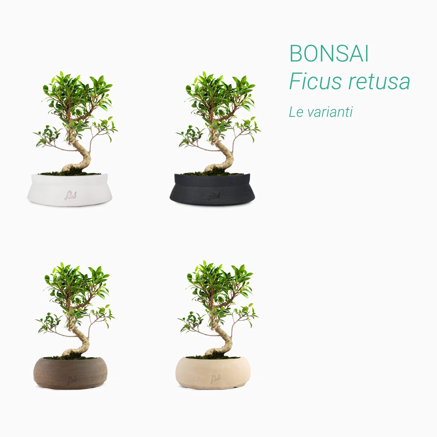 Ficus retusa Bonsai Altezza 25 cm, Pianta Vera, Pianta da Interno - Vaso Artigianale in Terracotta - Bianco