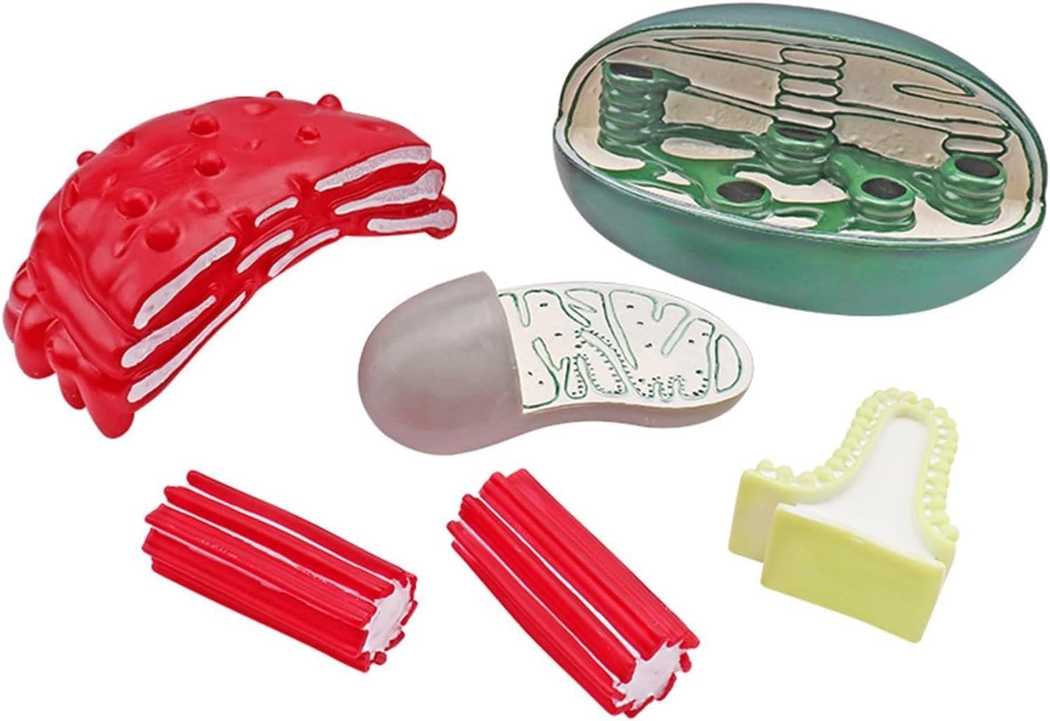 Organellenstrukturmodell, Zellstrukturanzeige-Lehrmodell