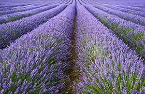 Generisch Echter Lavendel 1000 Samen Set