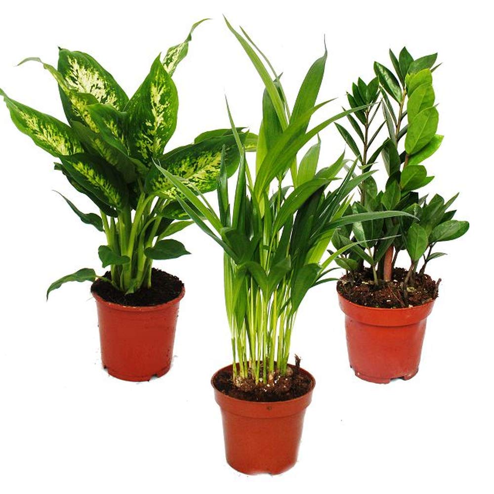 Dypsis lutescens et Zamioculcas en pot de 12 cm pour plante d'intérieur