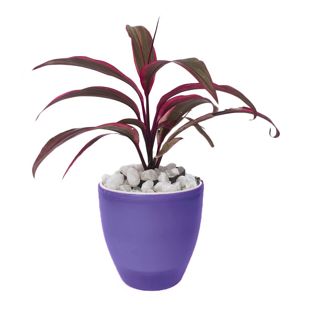 growing money plant Chinese Money Plant