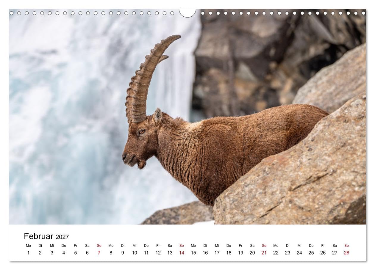 Steinböcke - Eindrückliche Könige der Alpen (Wandkalender 2027 DIN A3 quer), CALVENDO Monatskalender: Stolze Steinböcke in den Schweizer Alpen (CALVENDO Tiere)