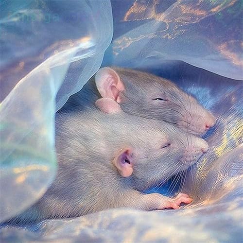 Kits de pintura de diamantes para adultos por número, taladro completo 5D, rata redonda, animal, bricolaje, diamantes de cristal, HD, bordado,