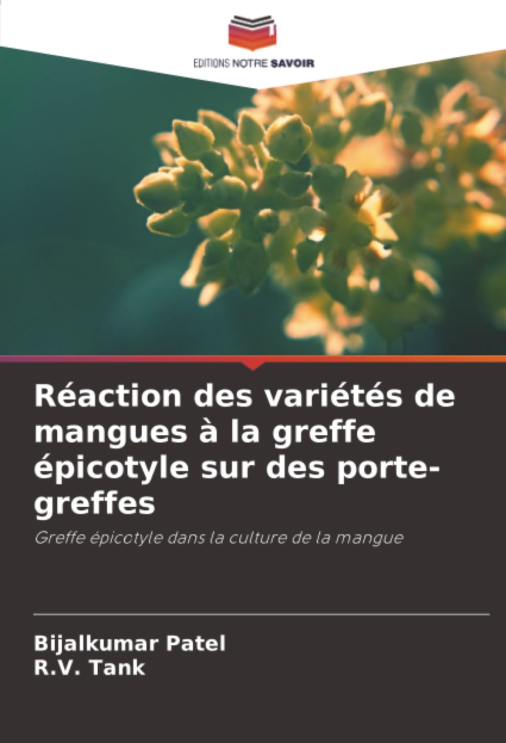 Réaction des variétés de mangues à la greffe épicotyle sur des porte-greffes: Greffe épicotyle dans la culture de la mangue