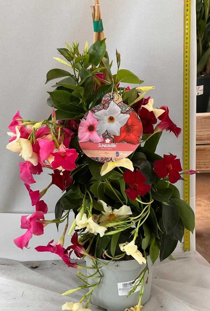 1 PIANTA DI DIPLADENIA TRE COLORI VASO 20CM RAMPICANTE COLORATA