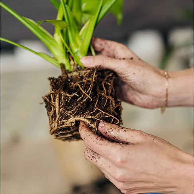 Organic Orchid Potting Bark 1qt is a specialized potting medium designed specifically for orchids. It is made from the bark of fir and other conifer trees, which provides excellent drainage and aeration for orchid roots. This potting bark is organic and sustainable, making it a environmentally-friendly choice for orchid cultivation. The coarse texture of the bark allows for good airflow around the roots, preventing root rot and promoting healthy growth.