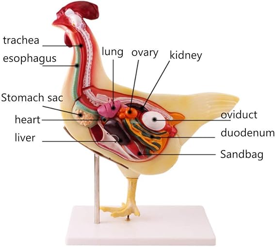 ミネラル 逆に 道を作る 鶏 の 心臓 の 解剖 Good 1 Jp ミネラル 逆に 道を作る 鶏 の 心臓 の 解剖 Good 1 Jp