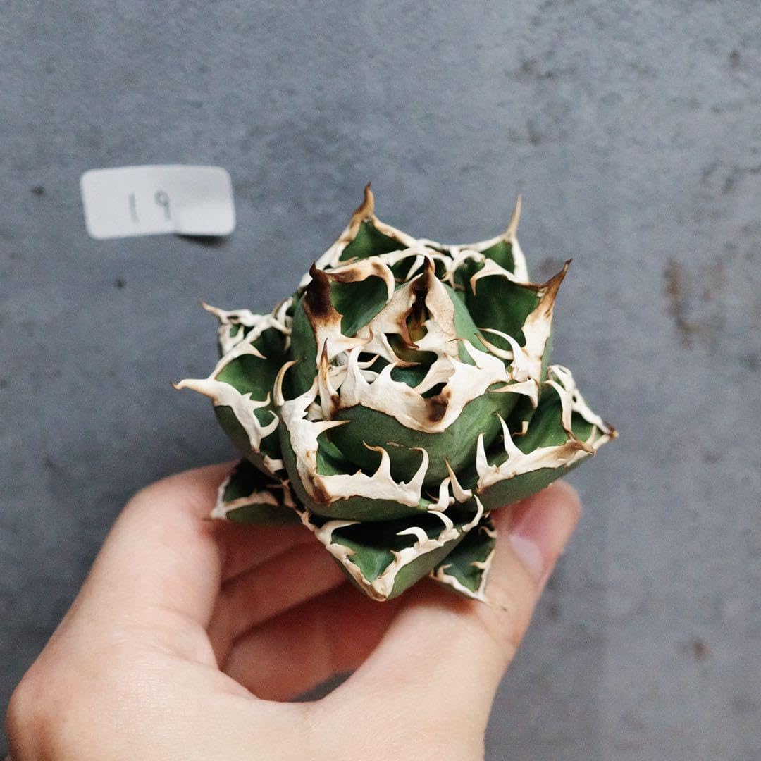 アガベ チタノタ オテロイ 赤猫 ゴリ猫 超コンパクト 19 2厳選子株