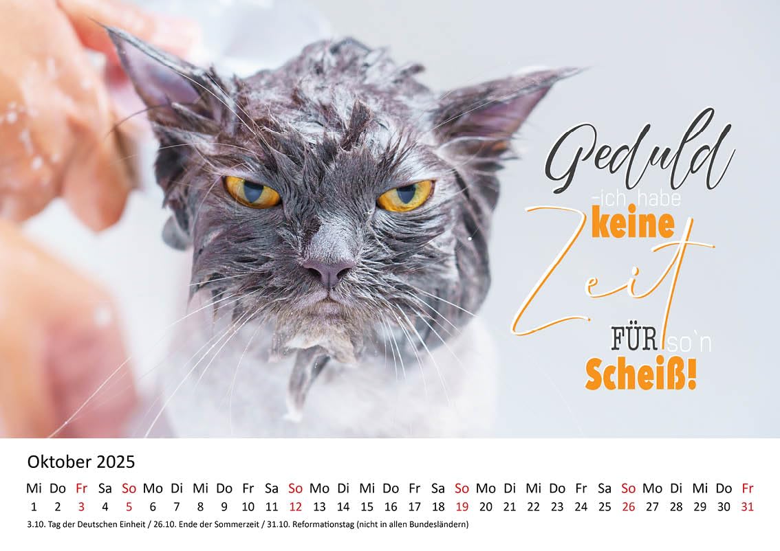 Edition Seidel Premium Kalender Der Meerschweinchensüße Sprüche-Kalender 2025 Format DIN A4 Wandkalender Tierkalender Meerschweinchen Tolle Lustige Sprüche Coole Zitate