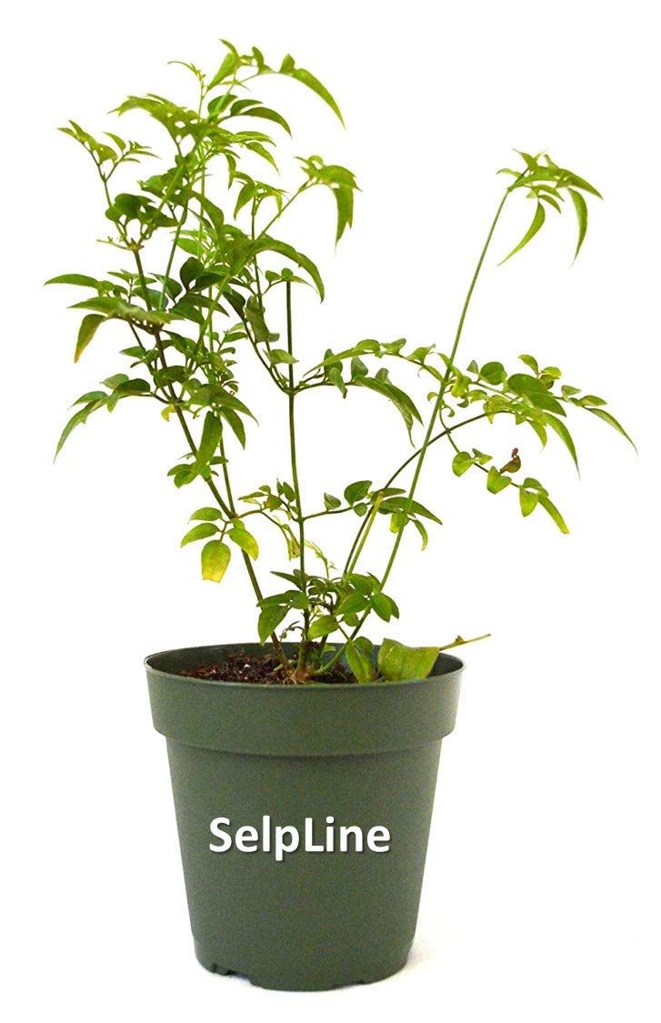Selpline Chameli Live Plant (1 Healthy Live Plant) Amazon.in