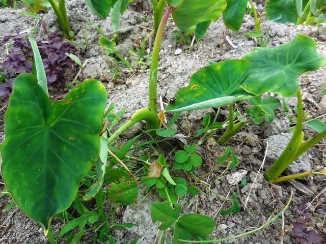 Amazon.co.jp: 417.6.3すぐ植え付け出来る 芽だし里芋 土垂れ 芋苗 4苗