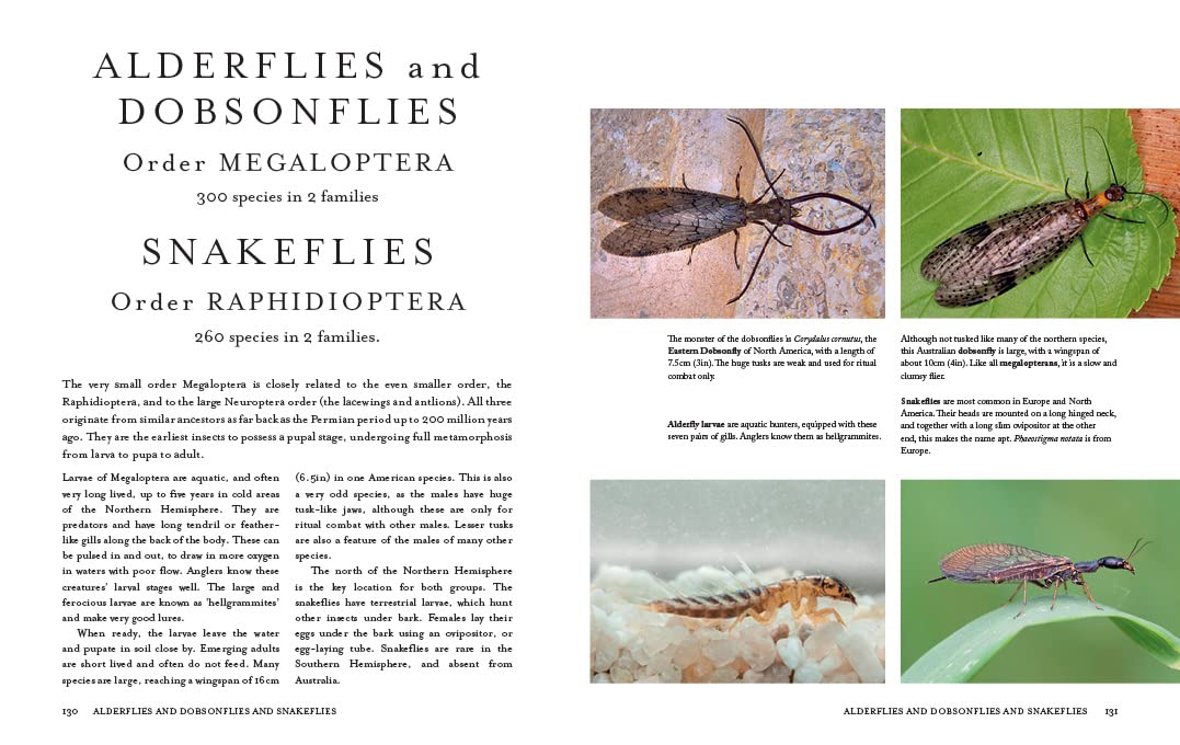 Insects of the World: An Illustrated Guide to the World's Most Abundant Creatures