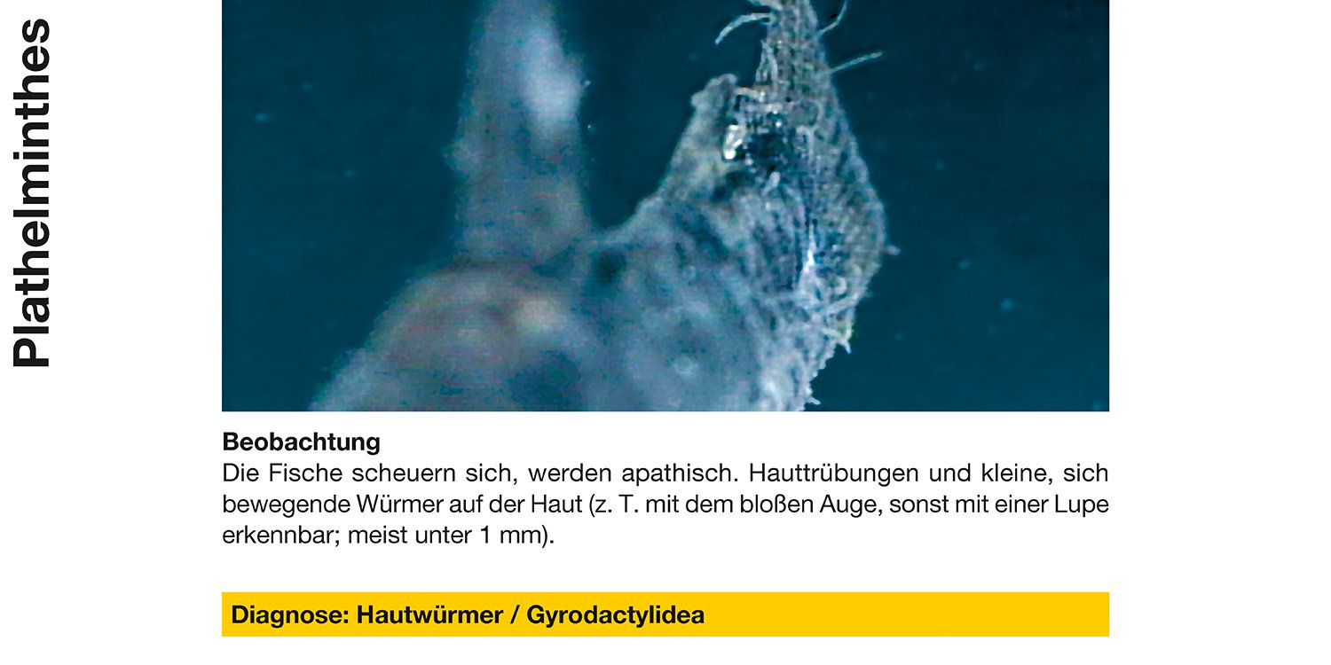 Sera 02260 Mycopur Arzneimittel für Zierfische gegen Verpilzungen Mykosen