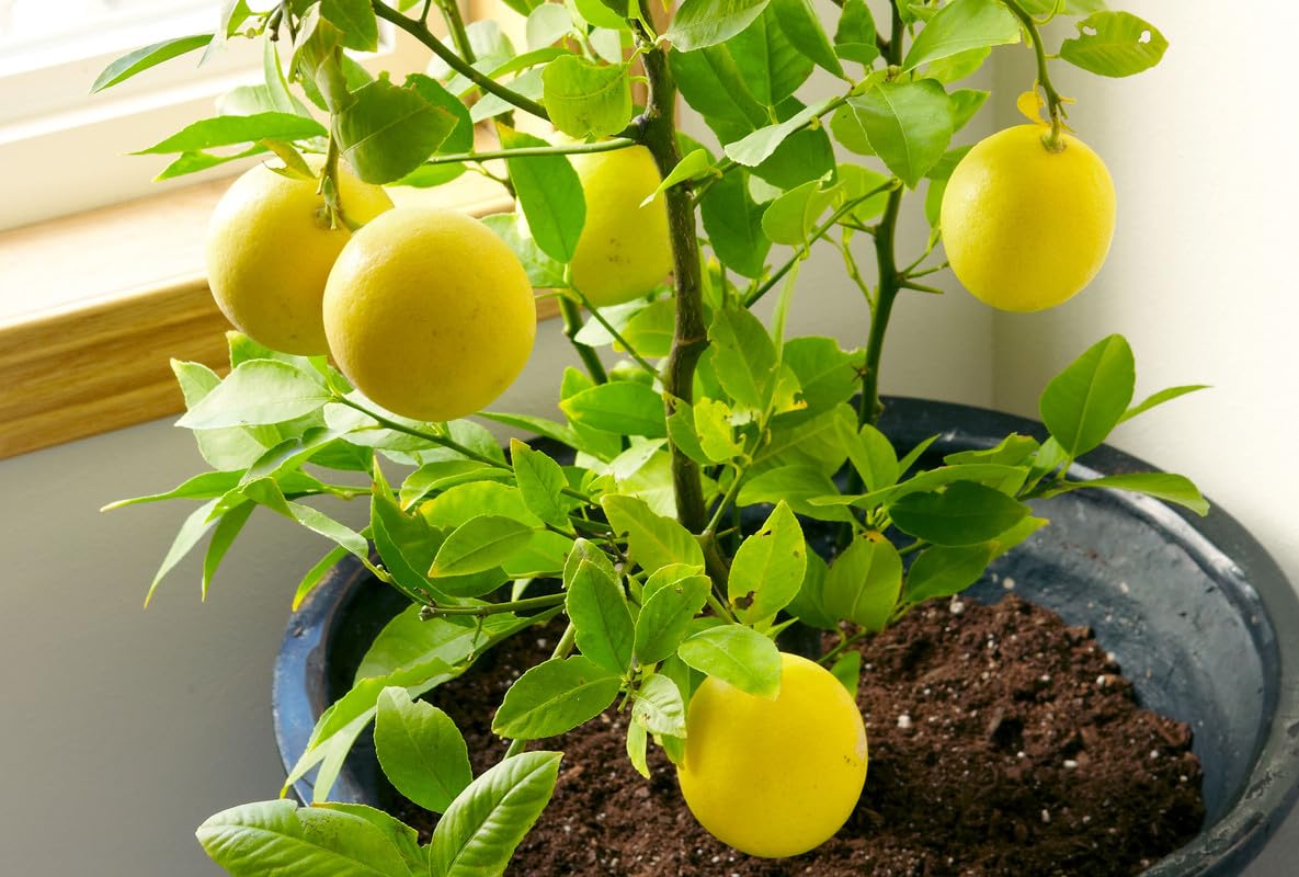 Lemon plant grafted pack of 2 healthy big sapling (B0D5NSLZ2X) Amazon Price History, Amazon Price Tracker