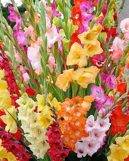 ANGIOOUTLETS Gladiolus Mix Colour Flower Bulbs (Multicolour, Pack of 10) All Season Garden Pack (B0C7PCR98G) Amazon Price History, Amazon Price Tracker