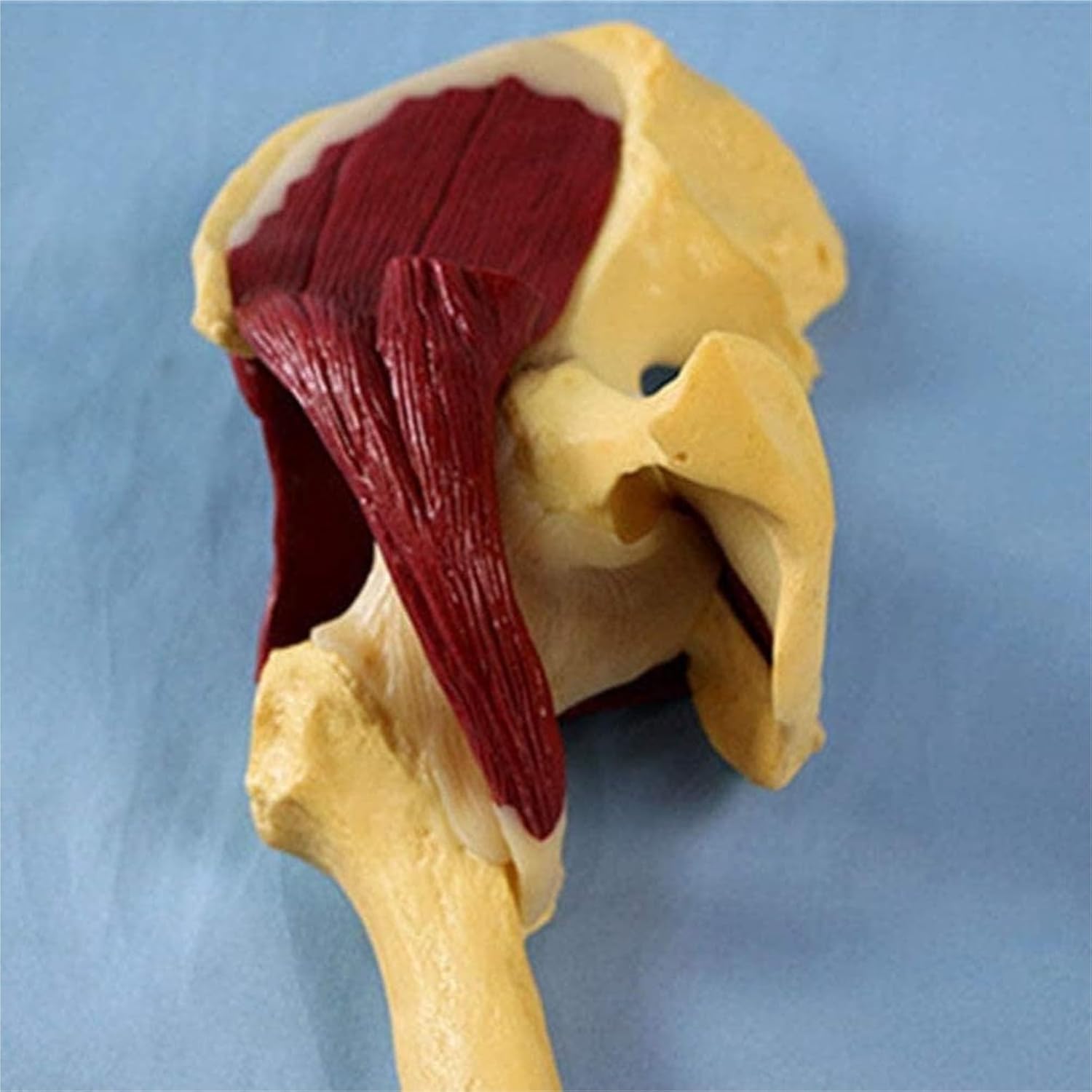Model Anatomiczny Stawu Biodrowego Człowieka Odzwierciedla Związek Między Ludzką Kością Udową A Miednicą I Mięśniami. Narzędzie Edukacyjne Modelu, Multi-colored, 22cm