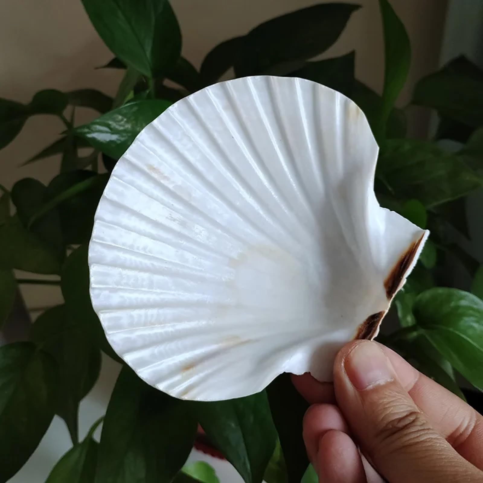 Conchiglie marine riempitivi per vasi, 2 pezzi, 9-12 cm, conchiglie arancioni naturali, conchiglie bianche a smerlo, speciale per dipingere la decorazione dell'acquario, 9-12 cm, stile A