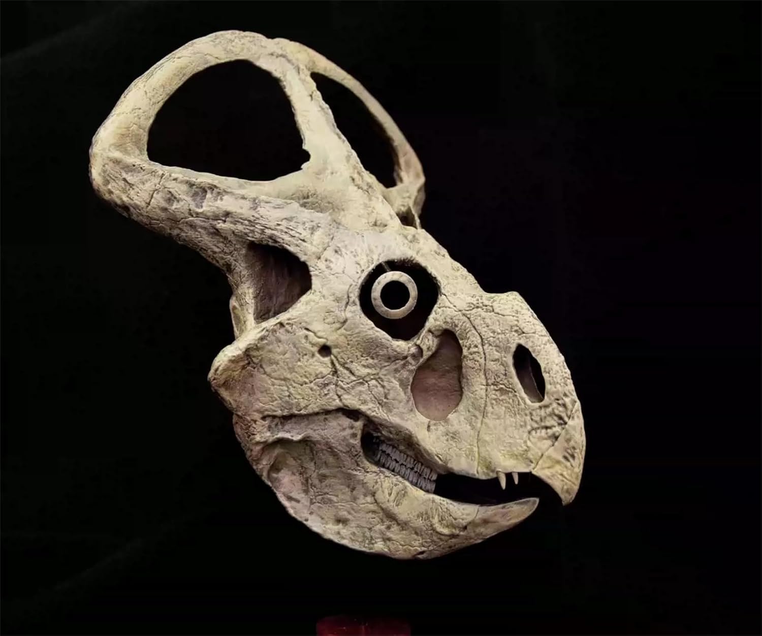 VWUVWU 1:3 Scale Protoceratops Skull Figure Ceratopsidae Realistic Dinosaur Skeleton Animal GK Decor Resin Model Gift for Adult