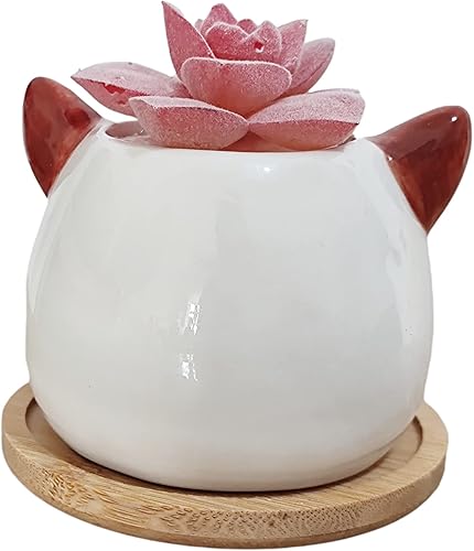 Miniatura 4 de Cuteforyou Macetas para suculentas, bonitas macetas de cerámica con forma de animal con bandeja de bambú, planta no incluida (perro)
