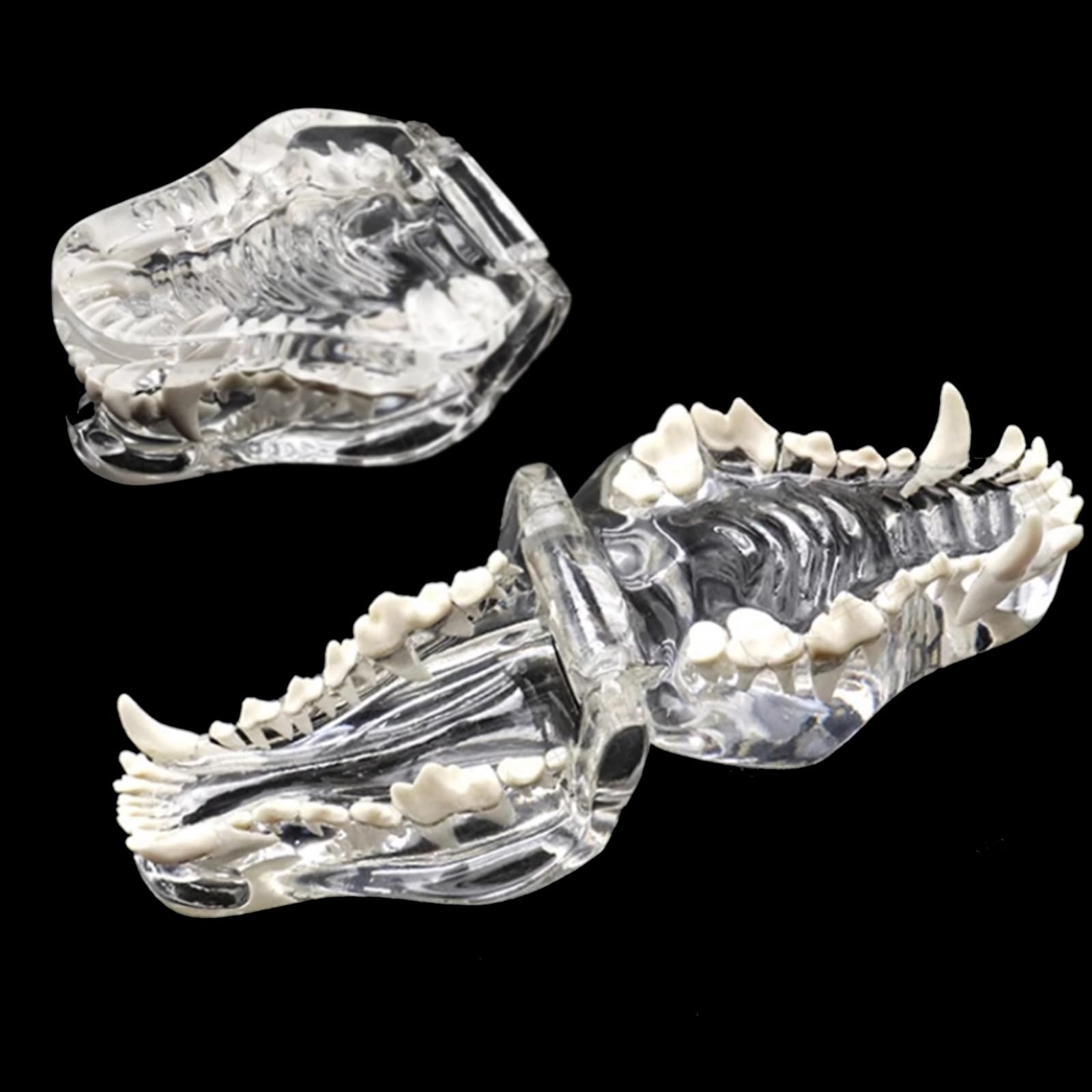 Model anatomiczny zębów dla kotów i psów, 10 cm, przezroczyste narzędzie do nauczania stomatologii kotów, idealne do edukacji weterynaryjnej i treningu medycznego