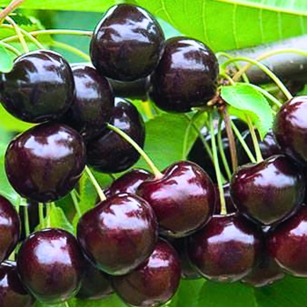 Amazon.com : 2 Black Cherry Trees Live Plants for Planting, Sweet