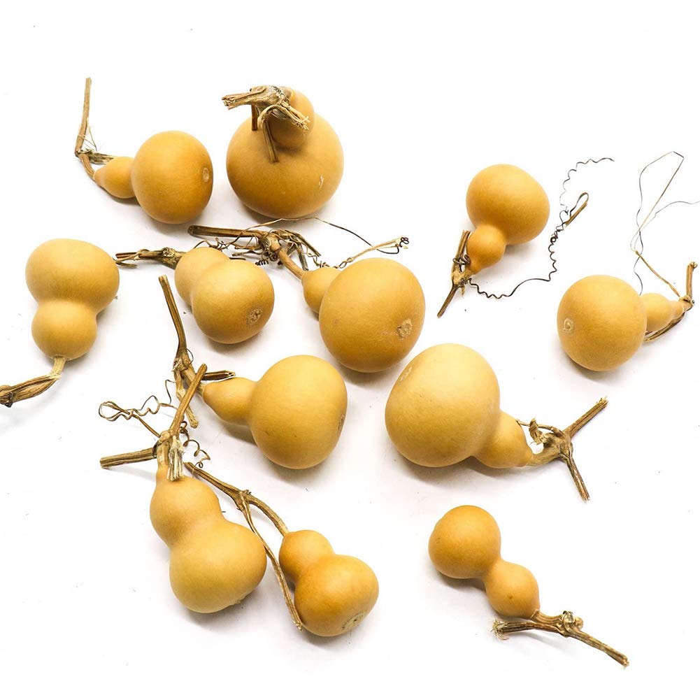 Mini-gourde de calebasse naturelle séchée pour calmer le stress par l'artisanat