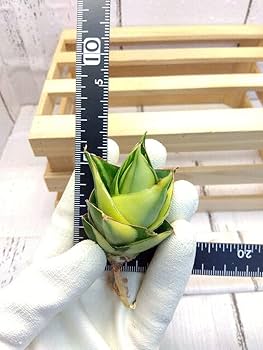 n*m様 S6809★オークション販売★ サンスベリア タワー 極上斑入り株！！ n*m様 S6809☆オークション販売☆ サンスベリア タワー 極上