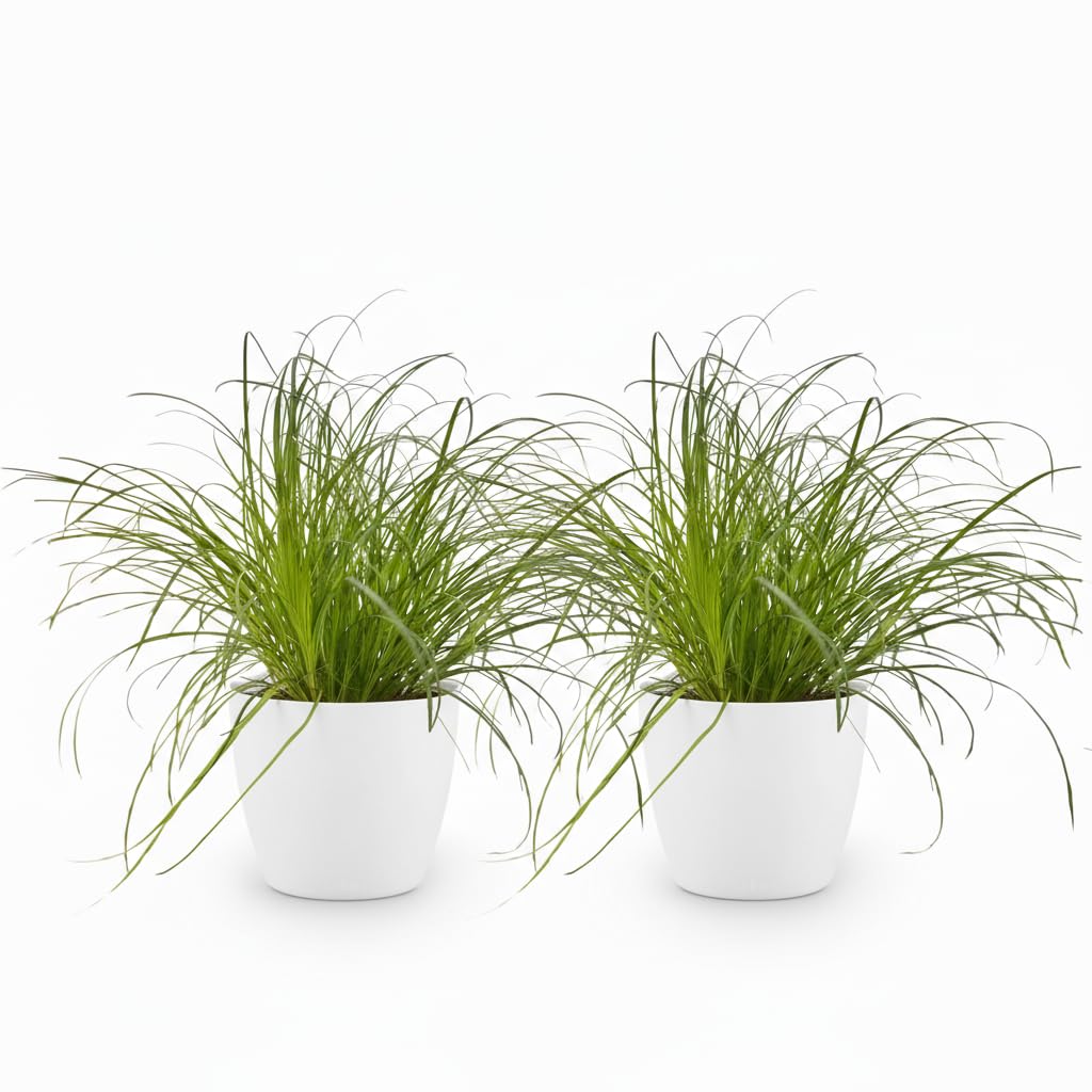 Erba Gatta Cyperus Zumula, Pianta Verde da Interno, 2 Pezzi con Vaso Bianco