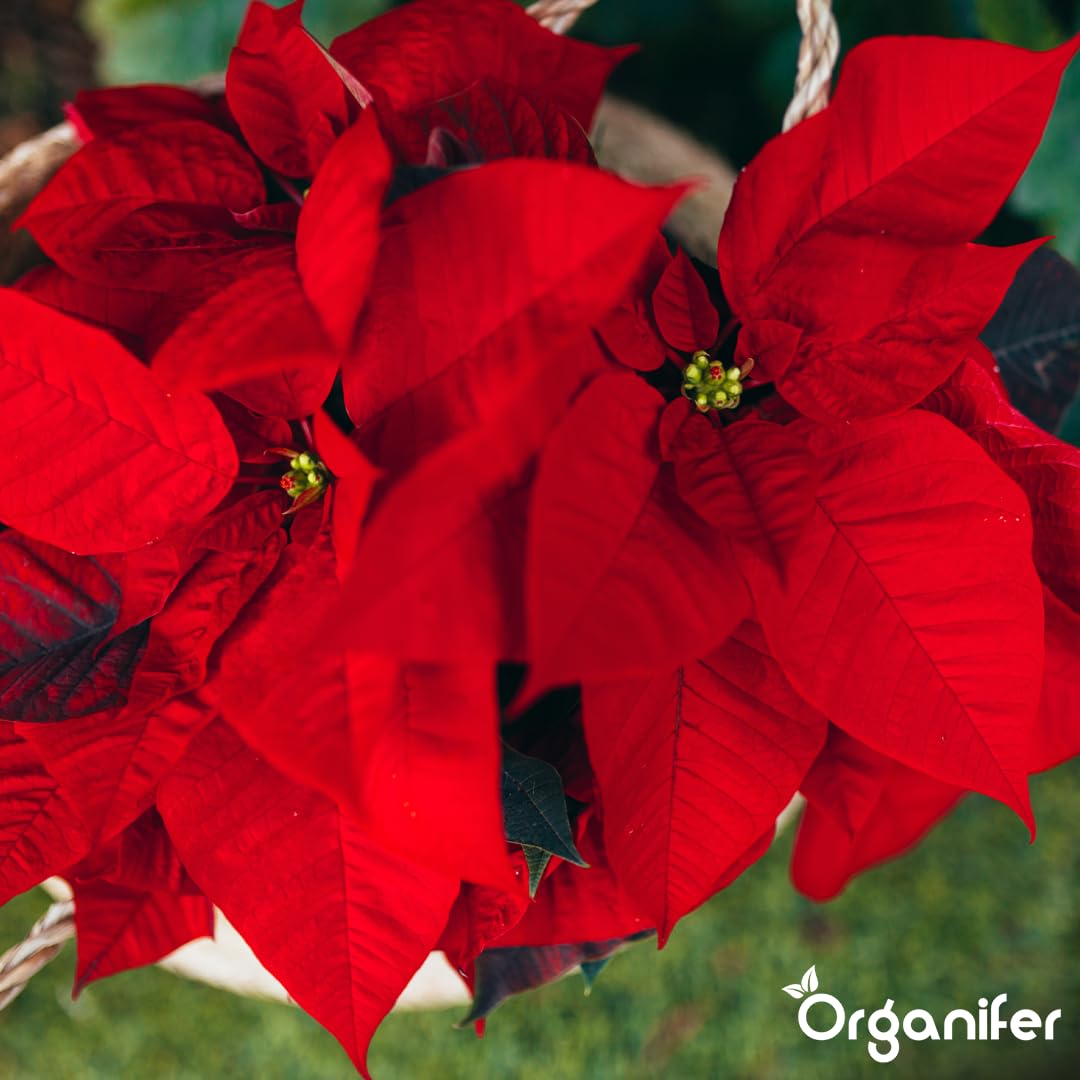 Poinsettia Nawóz Organiczny Do Kwiatów - 5x1L - NPK 2-1-8 | Zdrowe Liście - Silne Korzenie I Wysoka Plonność - Organifer