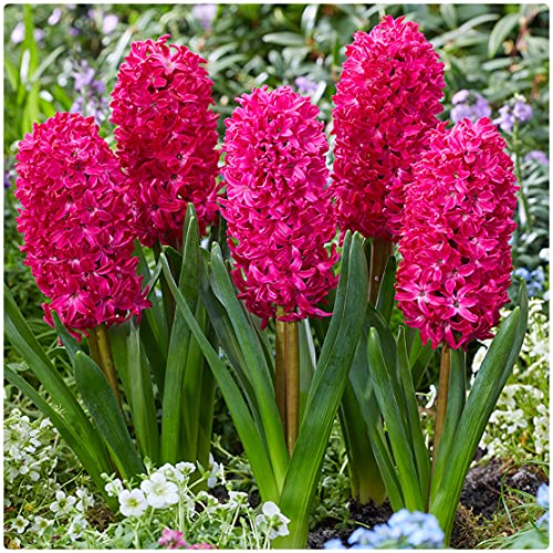 Red Hyacinth Jan Bos X 10 Spring Flowering Bulbs by Growtanical