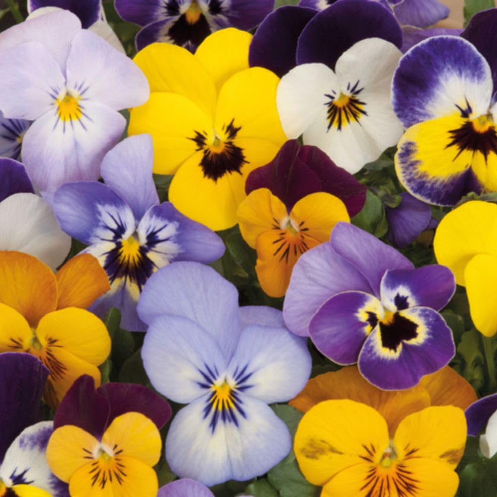 Viola Sorbet XP Mix Spring Flowering Garden Ready Plants 48 x Garden Ready Plants Inc: Easy to Grow Colourful Bedding Flowers Thompson & Morgan