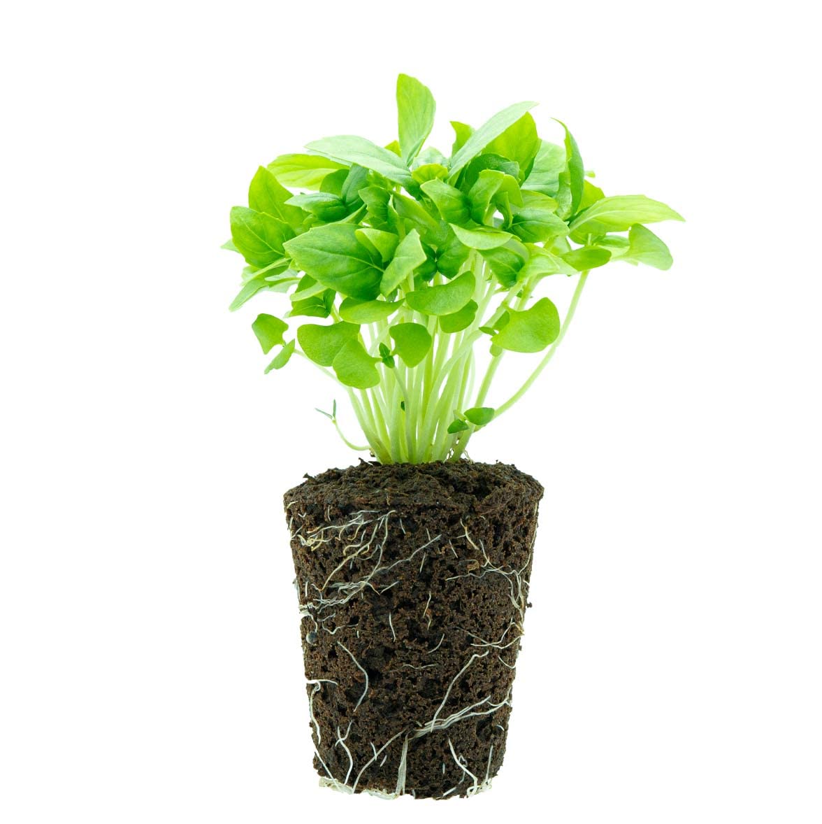 Pack de 4 Planteles de Albahaca Fresca 20g - Homemade Pesto Kit - Cultivo Vertical sin Tierra - Hierba Aromática