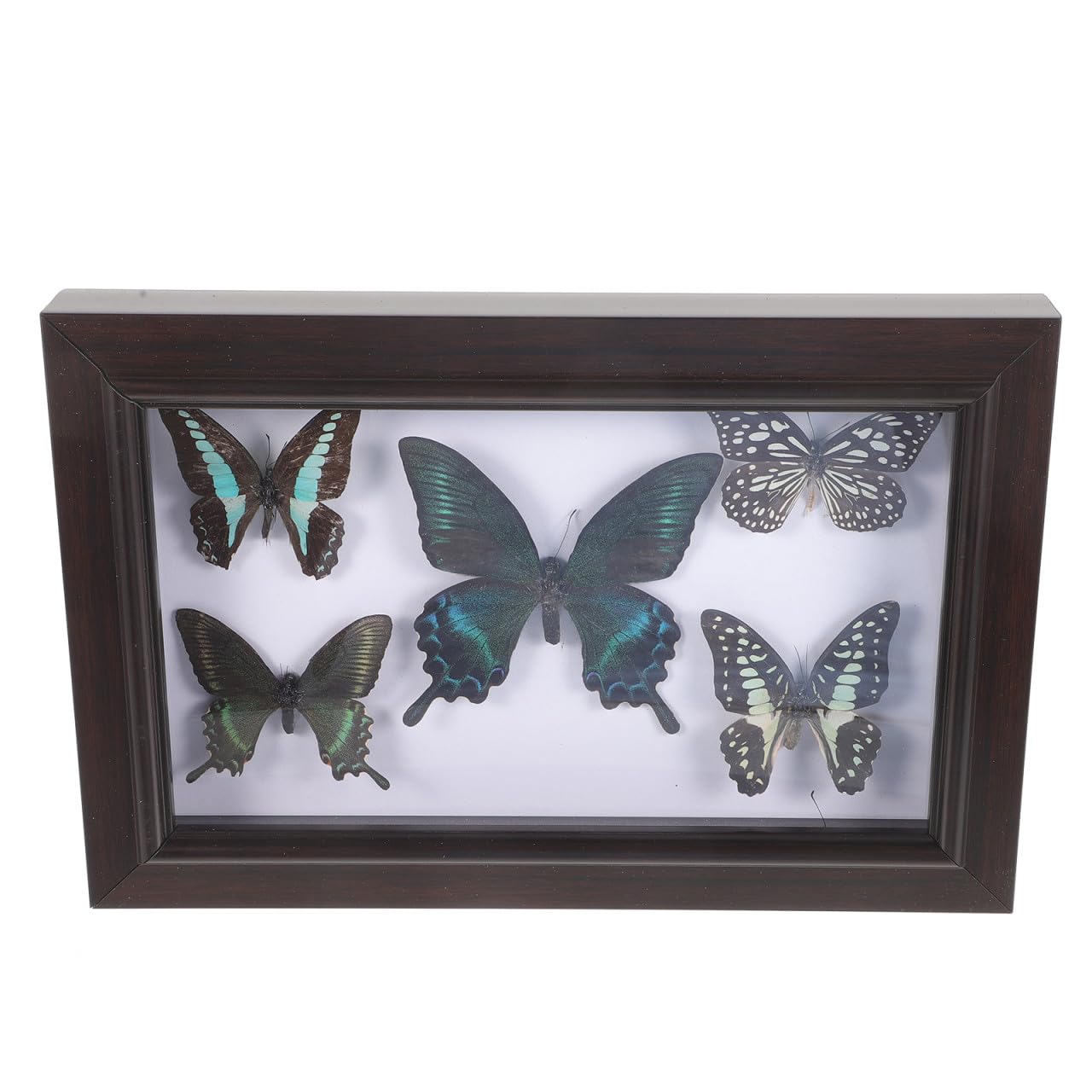 CHILDWEET Marco de Exhibición de Mariposas Diseño Artesanal, Madera Resistente y Tapa Transparente para Decoración de Hogar