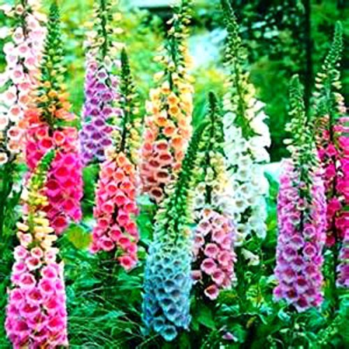 Beautiful Mixed Foxglove Seeds – 100 Seeds, Grows Up To 4 Ft Tall, Easy To Grow