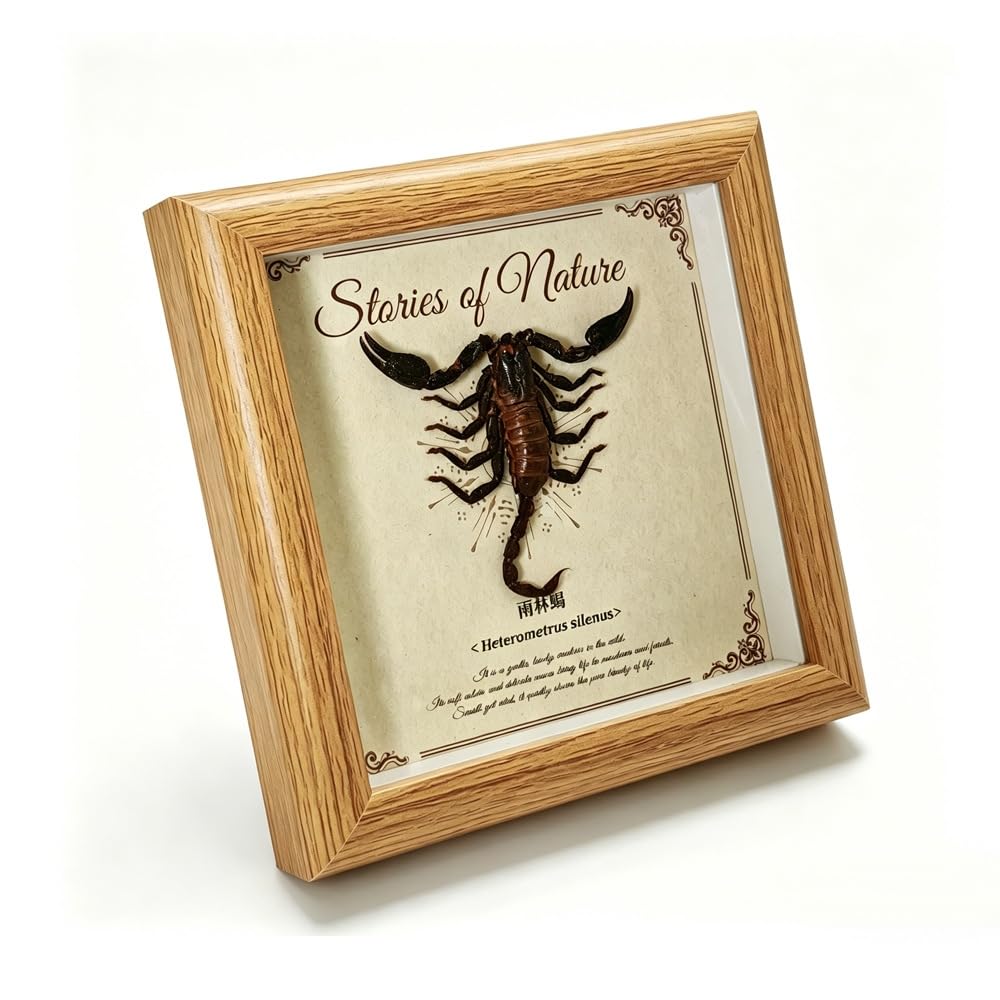 Taxidermy Scorpion Framed, Real Scorpion Specimen in 5"x5" Frame Shadow Box Insect Collection, Perfect for Science Education and Home Office Desktop Decor Craft Gift
