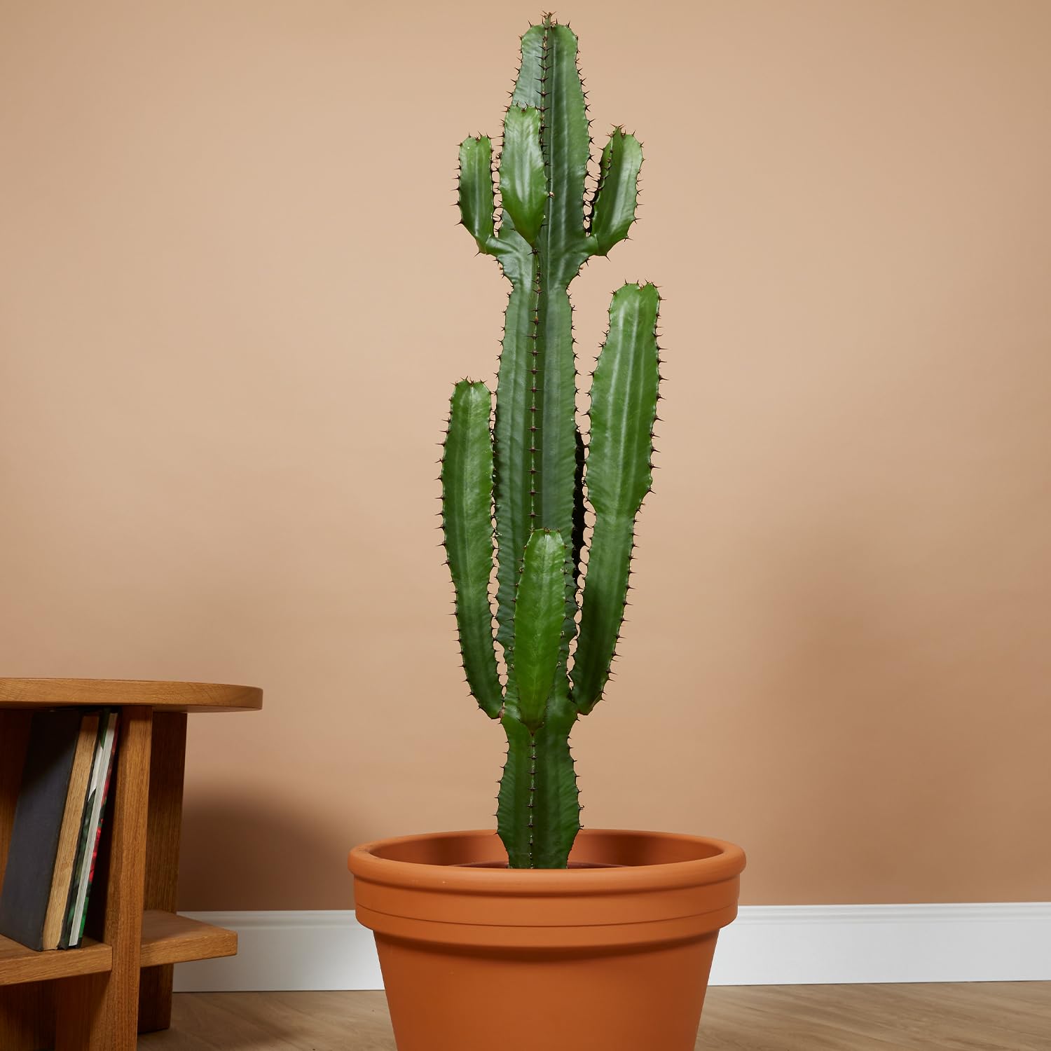 Bloomique - Euphorbia Acrurensis - Latte lupoforico - Cactus - Piante da appartamento - Facile manutenzione - Vaso 24 cm - Altezza 80-100 cm