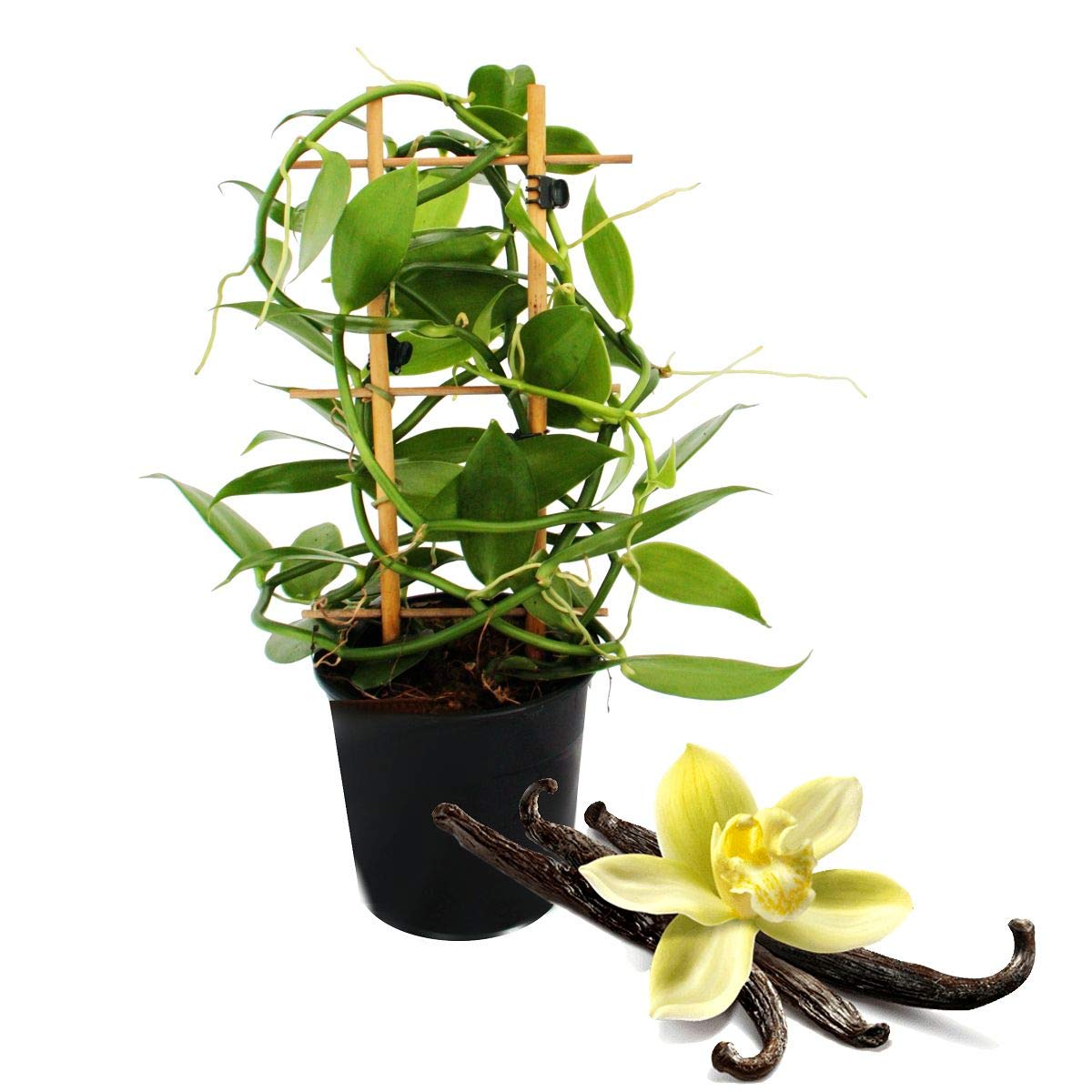 Exotenherz - Planta de vainilla real - Vanilla planifolia - orquídea trepadora