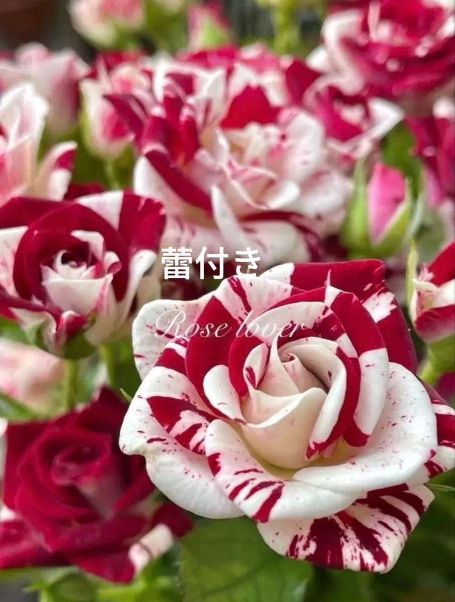 Amazon.co.jp: 1株のみ 蕾 spバラ 切花品種 薔薇苗 挿し木 赤白絞り