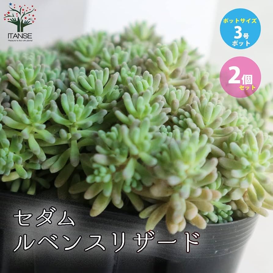 Amazon.co.jp: セダム・ルベンス リザード 3号ポット 2個セット