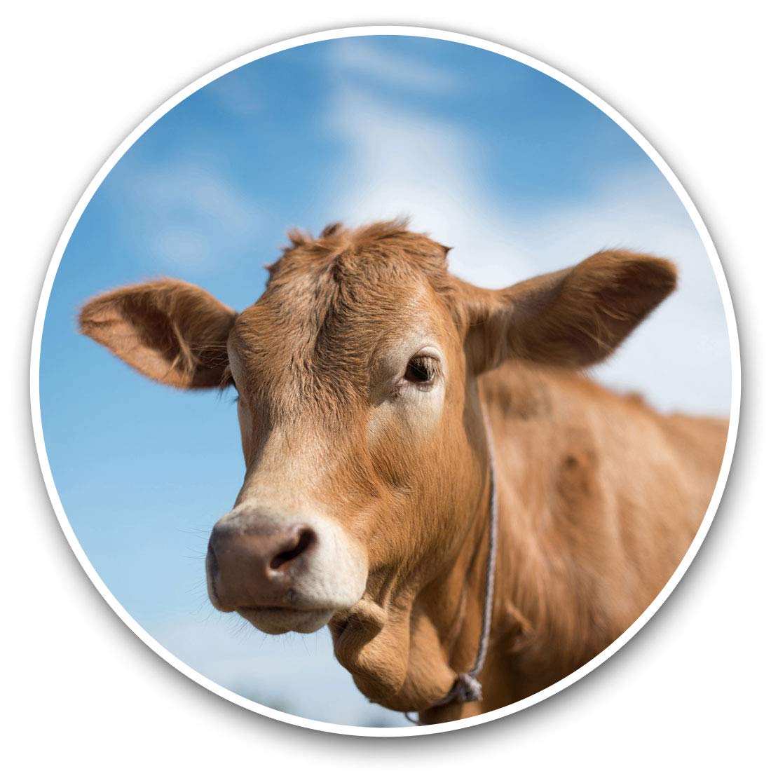 Destination Vinyl Ltd Brown Cow Cattle Farm Farmer 12430 Vinyl Stickers (Set Of 2) 30Cm