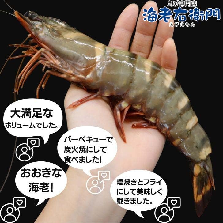Amazon.co.jp: 超超特大！天然有頭シータイガー えび 1.5kg 18尾サイズ