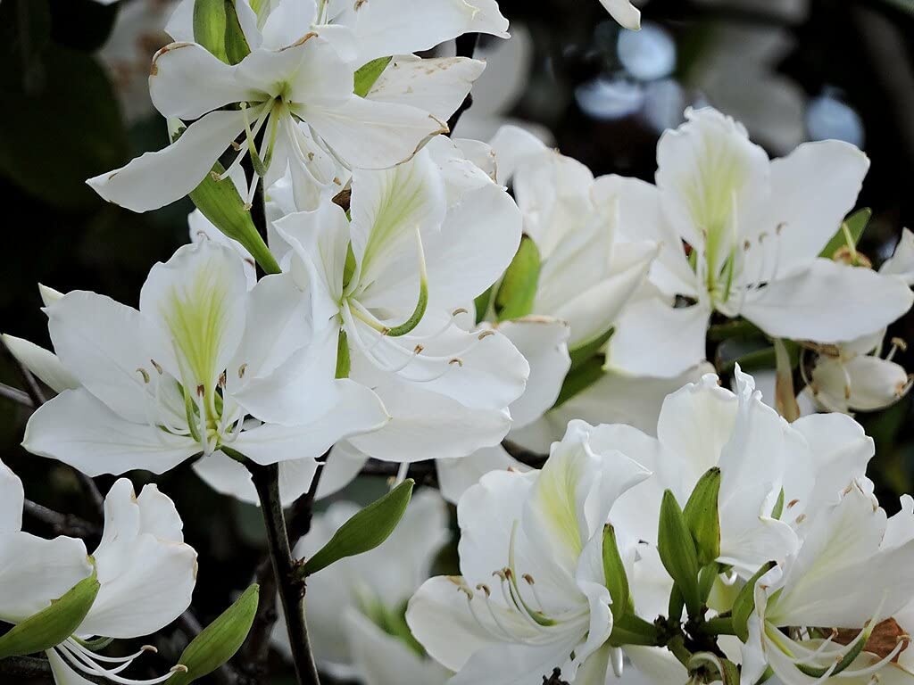 Generic Live White Kachnar || Bauhinia Purpurea || White Orchid Herb Plant - (Healthy 1 Live Plant) (Plant with Polybag) (B09JFSPCRM) Amazon Price History, Amazon Price Tracker