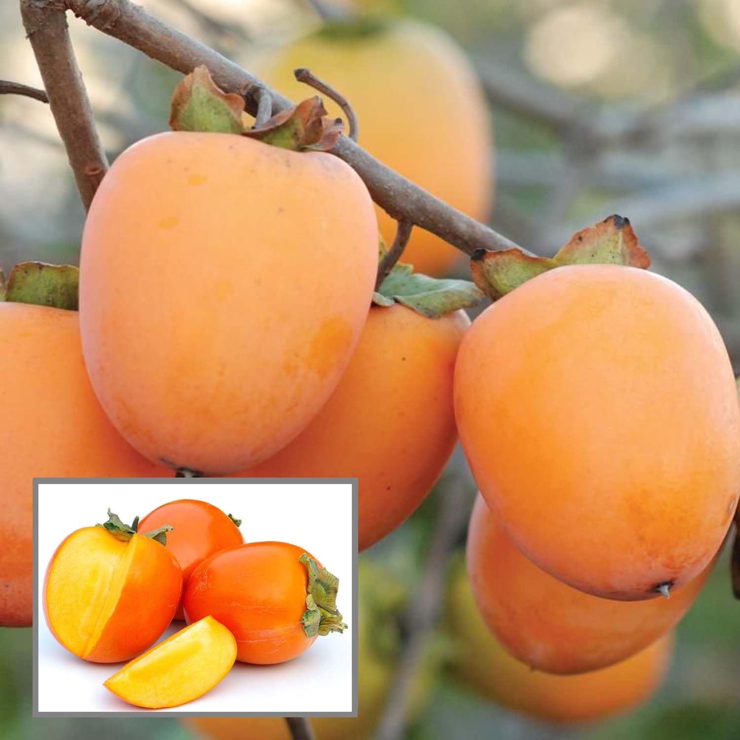 HAPING Hachiya Persimmon Grafted Fruit Live Plant (2-3 Feet Height) (B0CYBPM2QV) Amazon Price History, Amazon Price Tracker