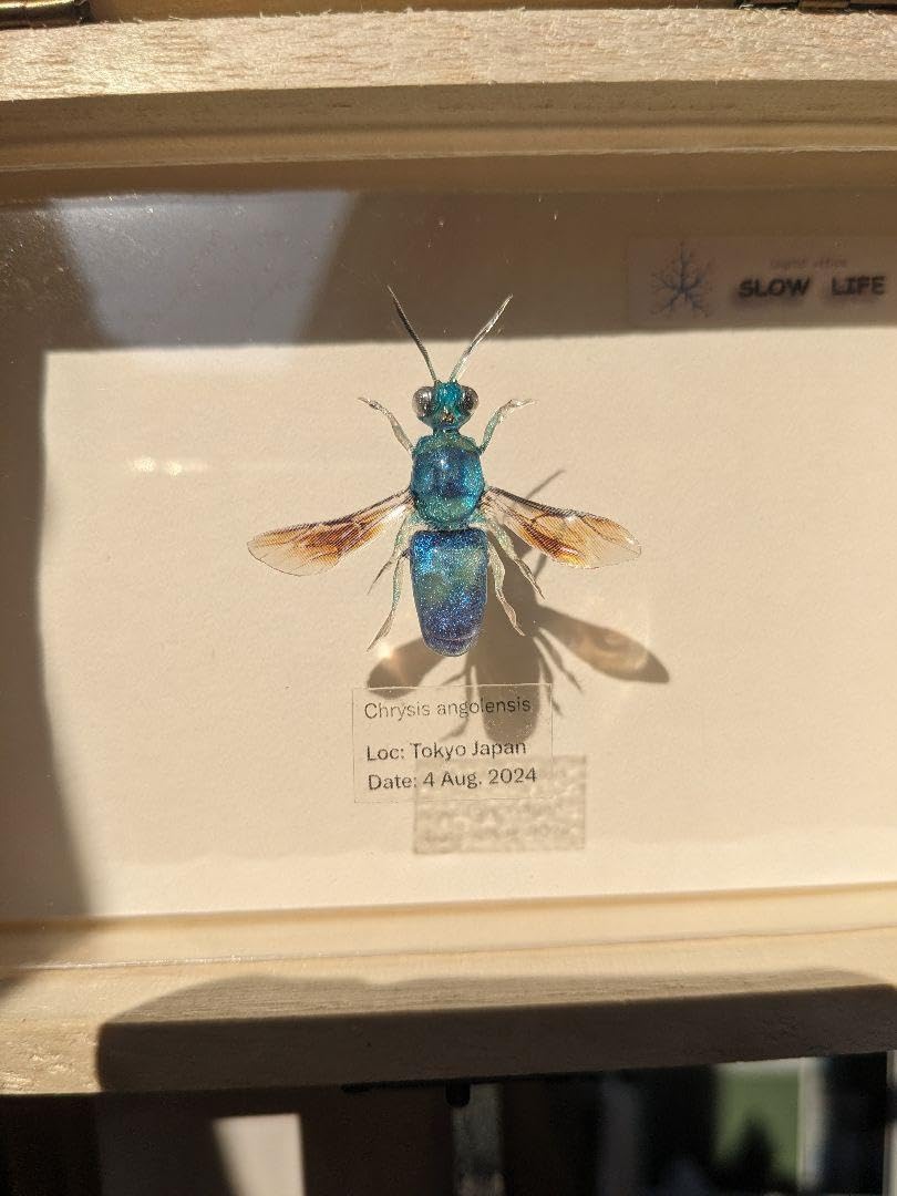 Amazon.co.jp: クロバネセイボウ 35ミリ : 文房具・オフィス用品