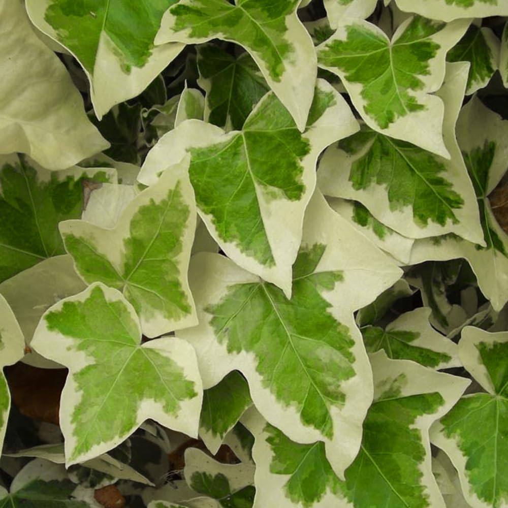 Ripee Live Variegated English Ivy/Hedera helix/Yellow Green Hedera Rare Evergreen Decorative Foliage Air Purifying Indoor Houseplant for Home, Office Decor With Black Pot (B0DBG1KS6B) Amazon Price History, Amazon Price Tracker