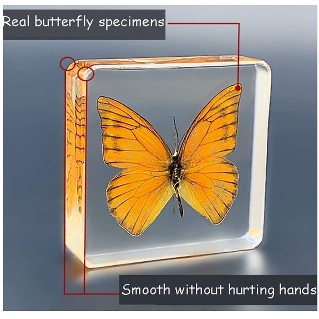 Amazon.co.jp: 本物の昆虫標本、珍しい昆虫と蝶のトンボ文鎮