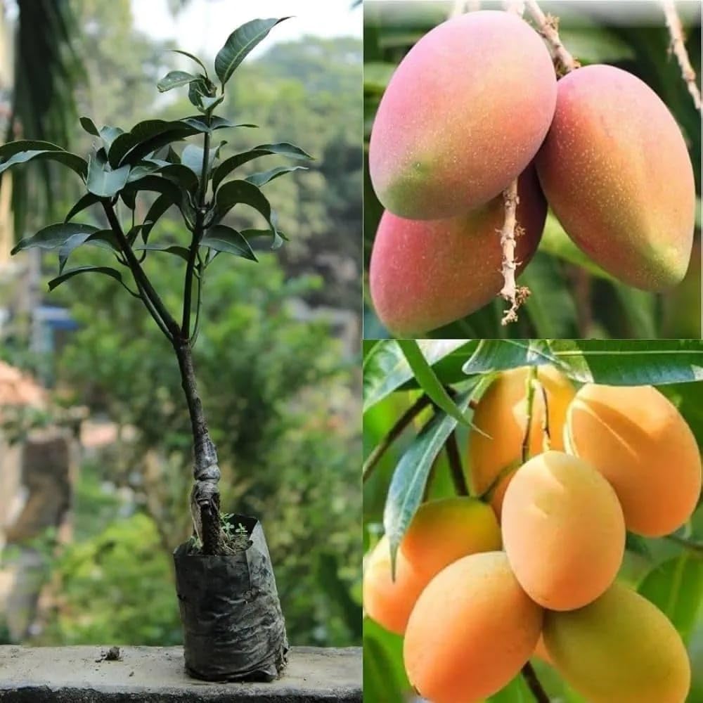 Thai Baramasi Grafted Mango Plant Live (2–2.5 Ft) | All Season Fruiting Sweet Mango Tree | High Yield Hybrid Fruit Plant for Home Garden-image-17
