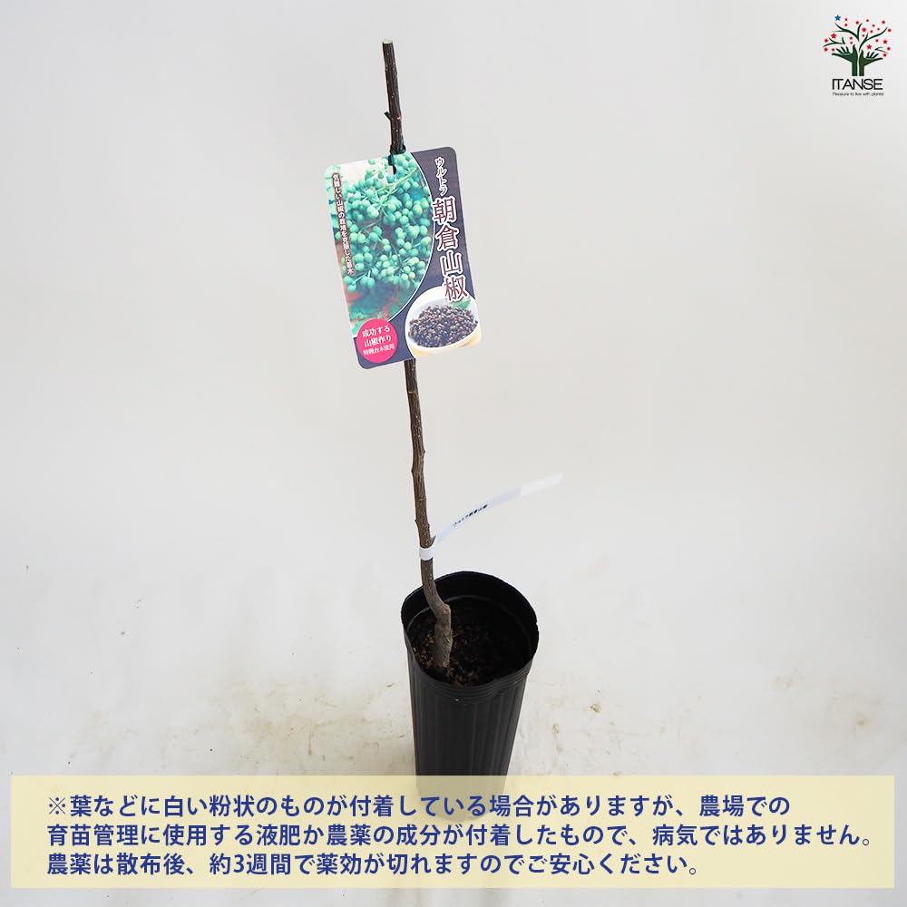 Amazon.co.jp: ITANSE 山椒の苗木 ウルトラ朝倉山椒 ぶどう山椒