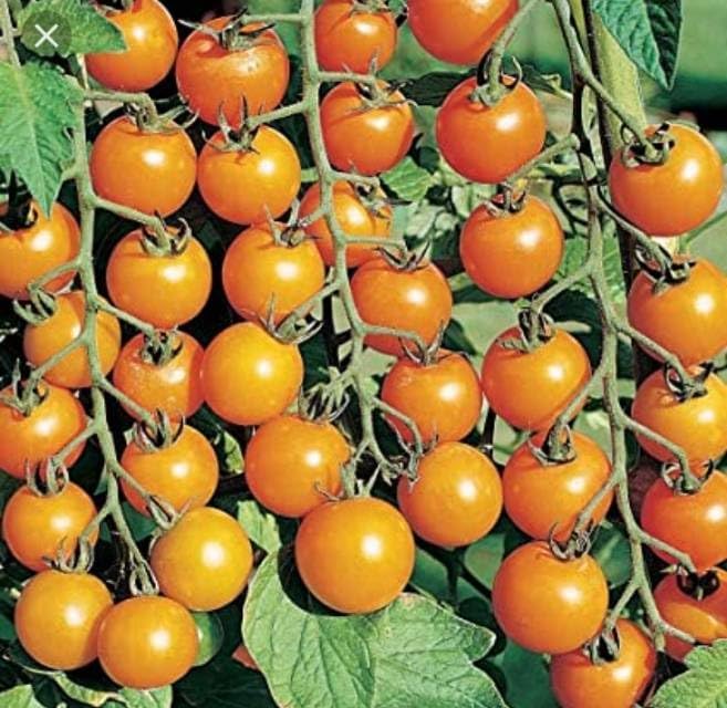 Three Mo Garden | Super Sweet Sungold Cherry Tomato (30 Seeds) - Sweet F1 Hybrid Bright Yellow Cherry Tomatoes, Crack-Resistant, Perfect for Canadian Climates