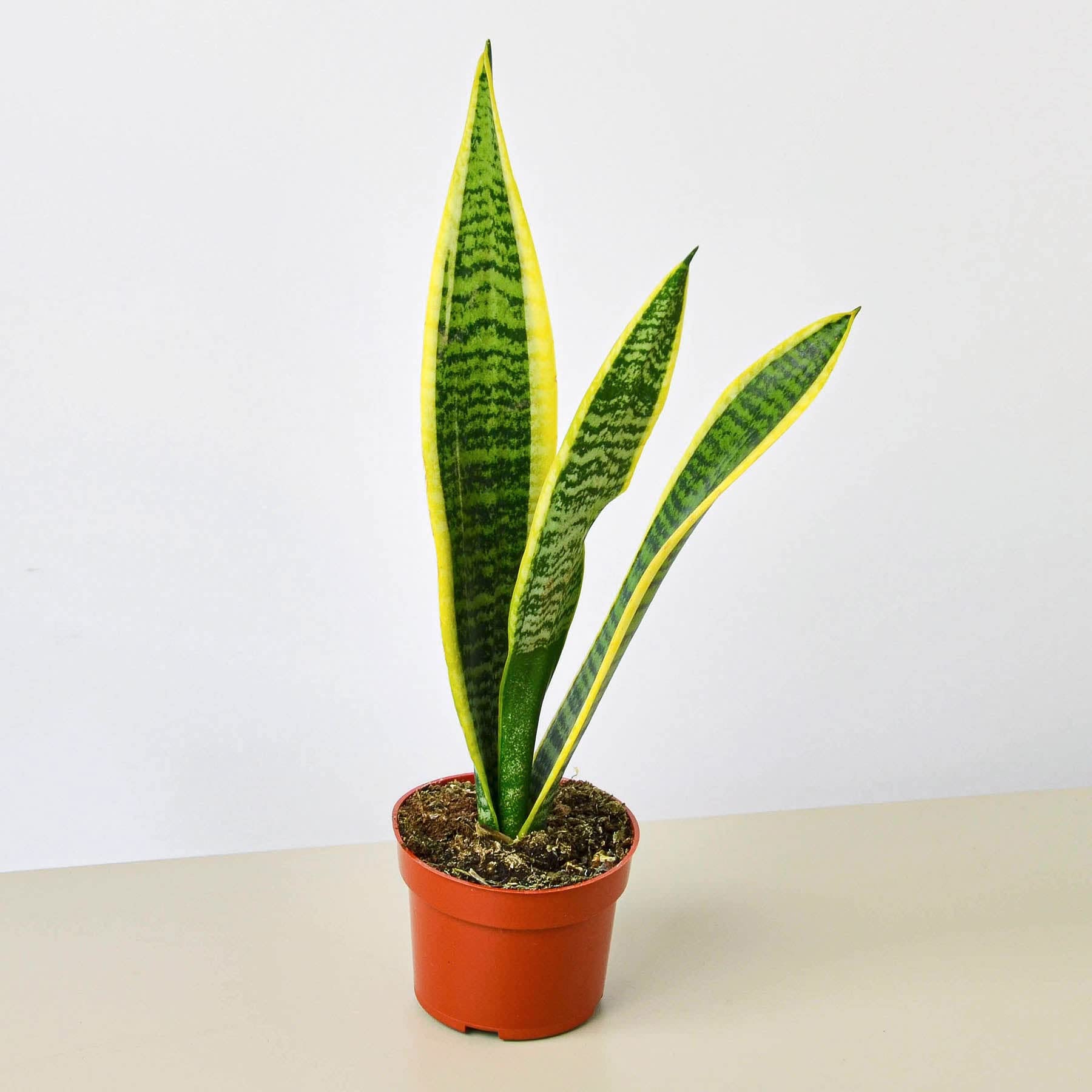 aloe type succulents BubbleBlooms Aloe Variety Assortment, 3 inch pots, 4 Different Aloe Su   Florida House Plants